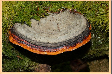 Polypore_margine.jpg