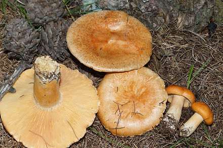 lactarius pornensis 23.jpeg