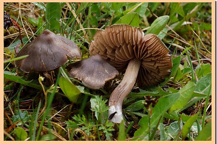 Entoloma_papillatum.jpg