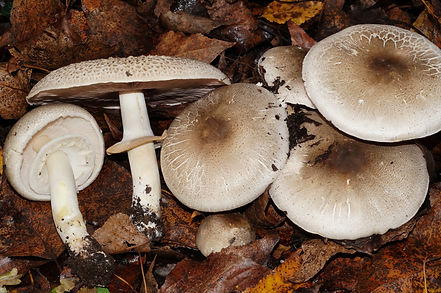 agaricus phaeolepidotus 22.JPG