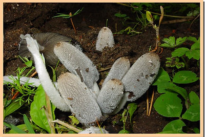 Coprinus_lagopus.jpg