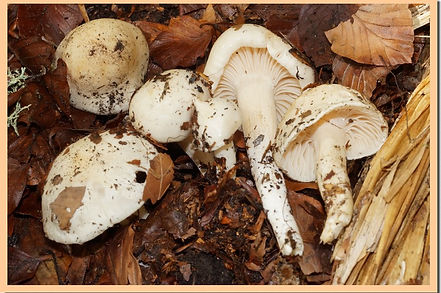 Hygrophorus_penarius.jpg