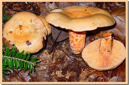 Lactarius_salmonicolor.jpg