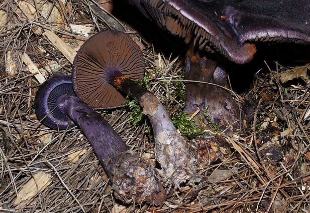 Cortinaire_violet_4.jpg