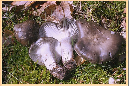 Hygrophorus_marzuolus_2.jpg