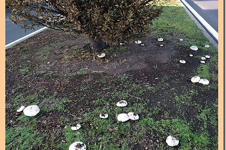 Agaric_a_pied_en_fuseau_6.jpg