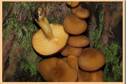 Tricholome_decore_2.jpg