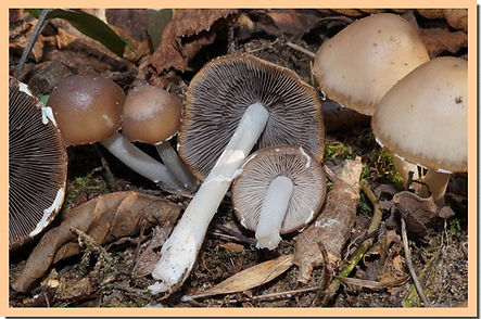 Psathyrella_tephrophylla.jpg