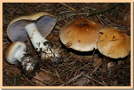 Cortinaire_variable_2.jpg