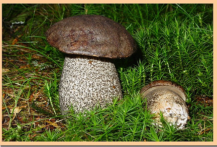 Leccinum_variicolor.jpg
