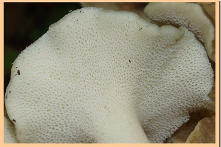 Polypore_en_ombelle_4.jpg