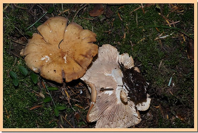 Rhodocybe_gemina.jpg