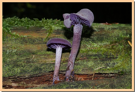 Laccaire_amethyste_2.jpg