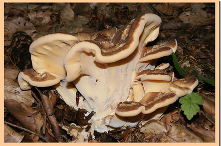 Meripilus_giganteus_2.jpg
