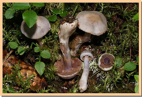 Cortinarius_alboviolaceus.jpg