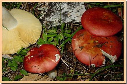Russula_lundellii.jpg