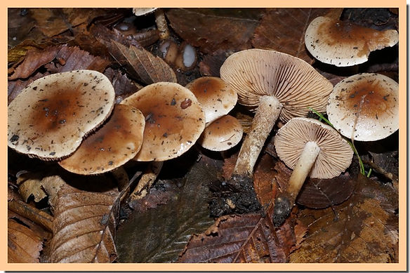 Hebeloma_laterinum_3.jpg