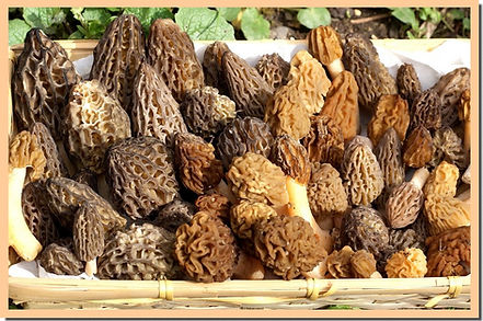 Morilles_et_verpes.jpg