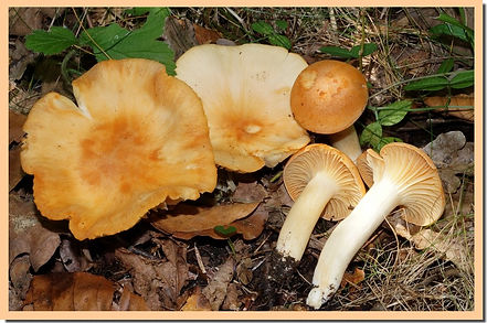 Hygrophore_des_bois.jpg