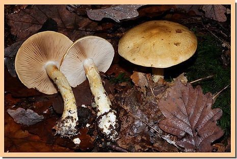 Cortinarius_olidus.jpg
