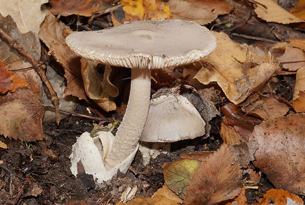 Amanite_vaginee_3.jpg