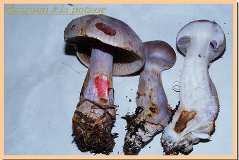 Cortinarius_dibaphus_reaction_potasse.jpg