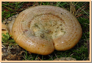 Lactarius_quieticolor_6.jpg