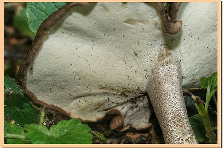 Polyporus_ciliatus_pores.jpg