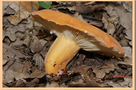 lactarius volemus 141.jpg