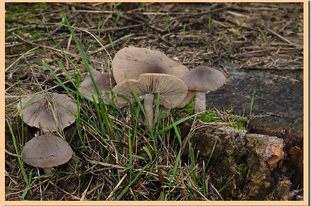 Psathyrella_melanthina_3.jpg