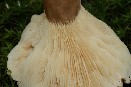 lactarius picinus lames 22.JPG