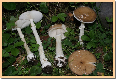 Amanite_panthere_2.jpg
