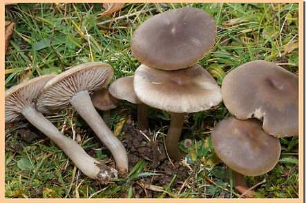 Entoloma_nidorosum.jpg