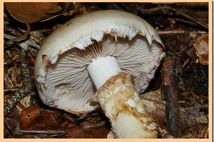 Hebeloma_radicosum_2.jpg