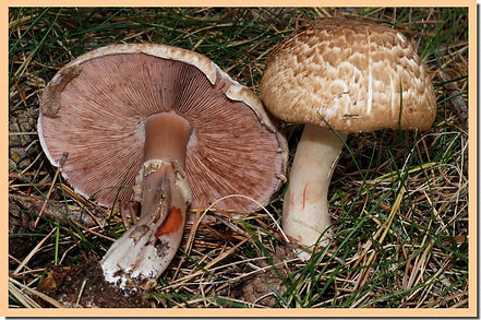 Agaric_de_Lange.jpg
