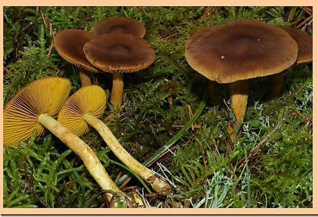 Cortinaire_jaune_canelle.jpg
