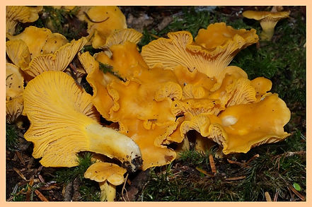 Girolle_jaune.jpg