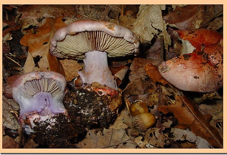 Cortinarius_rufoolivaceus.jpg