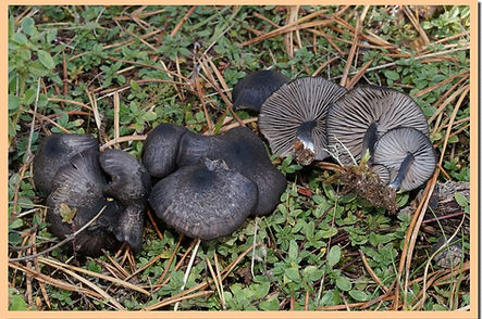 Entoloma_chalybaeum_2.jpg