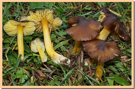 Hygrocybe_spadicea.jpg