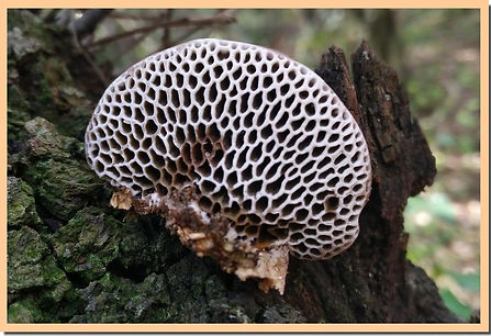 Daedaleopsis_nitidum_2.jpg