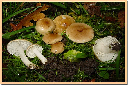 Hygrophore_des_arbres.jpg
