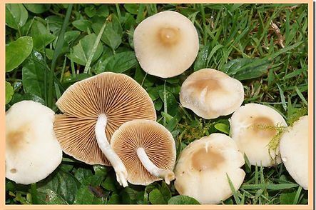 Galere_lisse_23.jpg