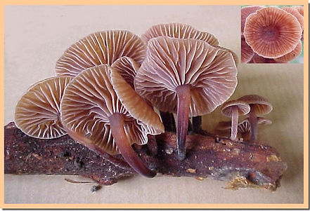 Gymnopus_foetidus.jpg