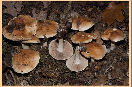 Hebeloma_laterinum.jpg
