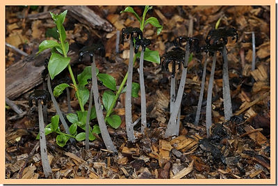 Coprinopsis_lagopus.jpg