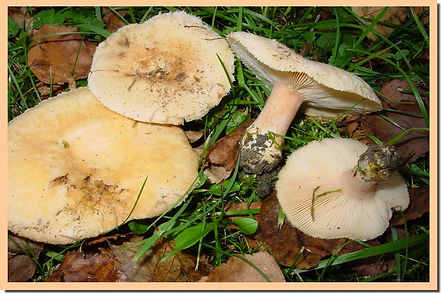 Lactaire_pubescens.jpg