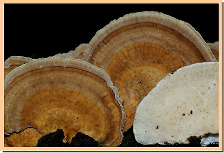 Trametes_ochracea_2.jpg