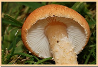 Cystoderma_cinnabarina.jpg