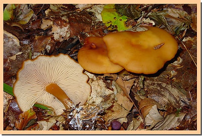 Rhodocybe_nitellina_2.jpg